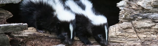 5 Things You Should Know About Skunks.png